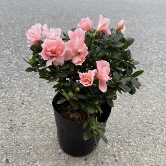 Four-Season Azalea Seedlings Potted Flower Plants Azalea Saplings Blooming in All Seasons Courtyard Balcony Greening Seedlings