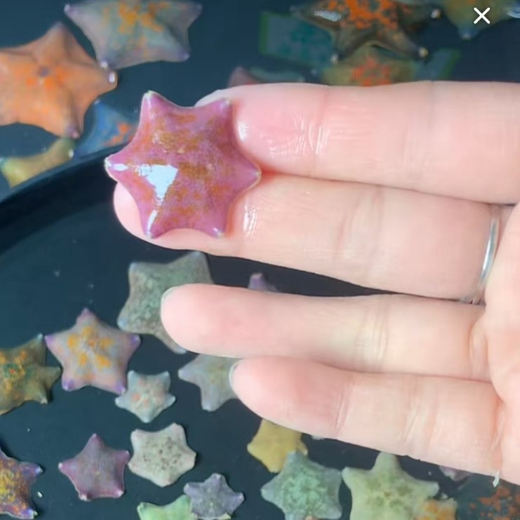 [Starfish Wholesale] Live Starfish Pet Pie Big Star Starfish Breeding Set Starfish Breeding Tank Boutique Starfish