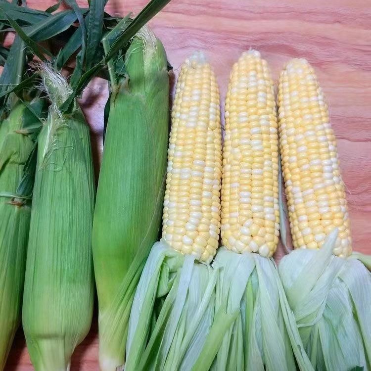 Guangdong Fresh Glutinous No. 6 National Review Corn Seeds Sweet and Juicy Two-Color Fruit Corn Seeds Early-Maturing Large Stick Corn Seeds