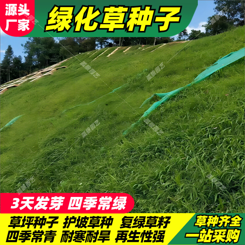 Четырёхсезонные зелёные семена травы для озеленения, семена газона собачьей зубки, защита склона, высокие фестуки, озеленение, райграс