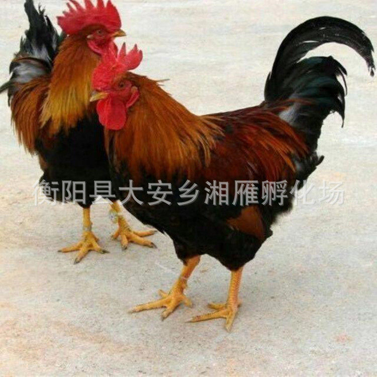 One-Day-Old Qingyuan Chicken Seedlings, Female Seedlings, Male Seedlings, Big Red Soil Chicken Seedlings, Yellow-Footed Soil Chicken Seedlings, Hemp Feather Free-Range Wholesale Seedlings