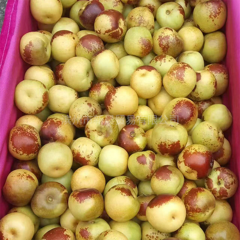 Shandong Zhanhua Second Generation Winter Dates Fresh Seasonal Crispy Dates for Pregnant Women Fruit Whole Box 2.5kg Free Shipping Crispy Sweet Juicy