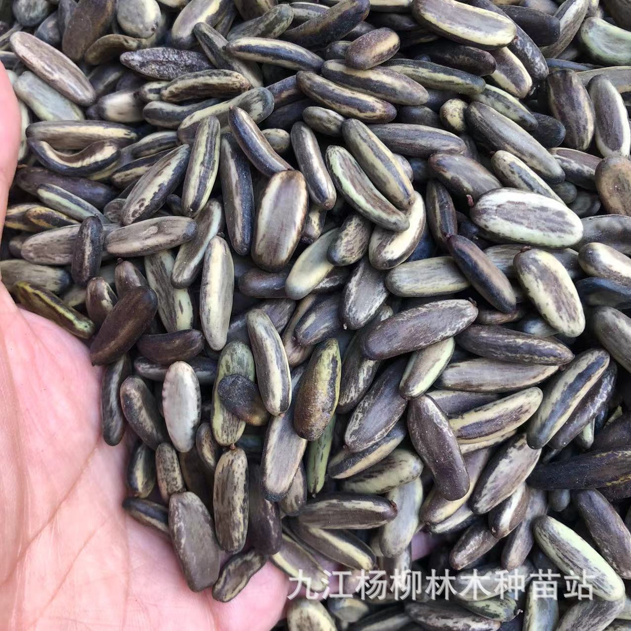 Wholesale of Phoenix Wood Seeds. Newly Harvested Phoenix Wood Seeds. Where to Buy Phoenix Wood Seeds? Greening Seeds