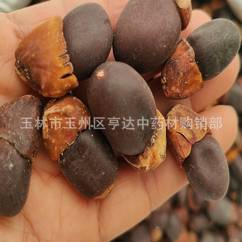 Ma Yazi Bodhi Zi Burmese Eggplant Fruit Yin Yangzi Wholesale