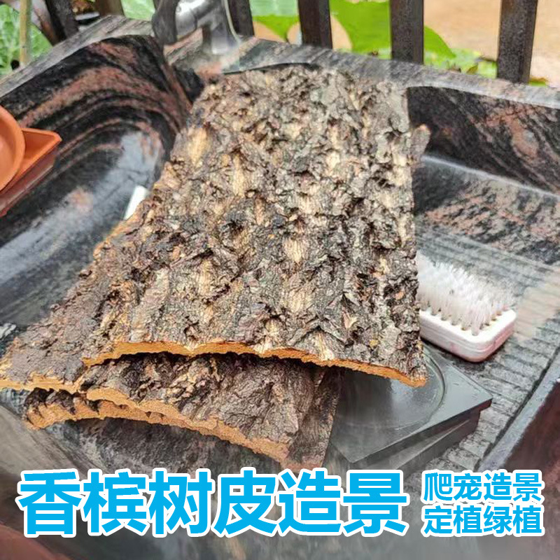 Champagne Real Bark Decoration Cork Spider Palace Lizard Escape Pet Landscape Climbing Pet Climbing