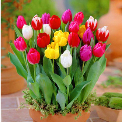 Тюльпаны, крупные луковицы, гидропонные цветы, холодостойкие цветы, зимние горшечные саженцы тюльпанов