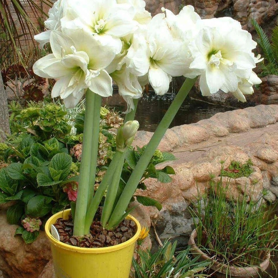 Amaryllis Bulb Soil Zhu Imported Double-Petaled Large Amaryllis Multi-Color Blooming in All Seasons and Easy to Grow Amaryllis in Balcony and Courtyard