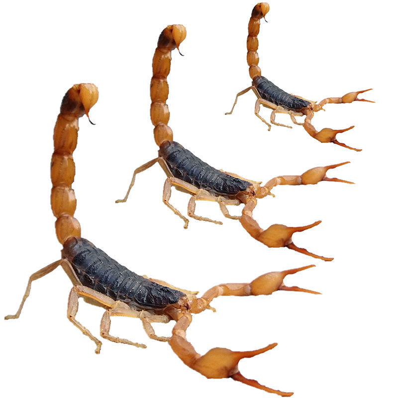 Live Scorpion, Male Scorpion, Scorpion, Live Scorpion, Full Scorpion Species, Scorpion Soaked in Wine, Guangshan County, Xin County,