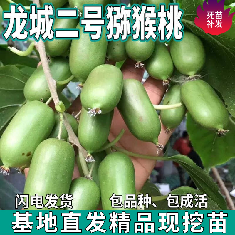 Дропшиппинг саженцев мягкого женьшеня Longcheng No. 2, привитые самопылящимися саженцами с ароматом розы, для посадки в горшках на севере и юге