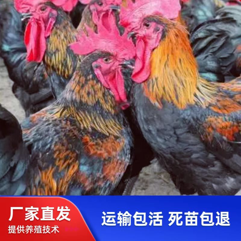 Цыплята бройлеров быстро растут, черные куриные цыплята, крупные бройлеры, быстрорастущие крупные цыплята, быстрорастущие перья, черные петухи