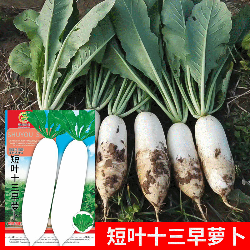 Оптовая продажа семян овощей для огорода Коротколистный тринадцатый ранний редис 25г для горшков на балконе и в саду Поставка от производителя