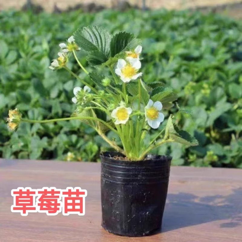 Four-Season Cream Strawberry Seedlings Potted for Southern and Northern Balconies, Fruit Garden Planting Fruit Tree Seedlings, Large and Extra-Large Strawberries