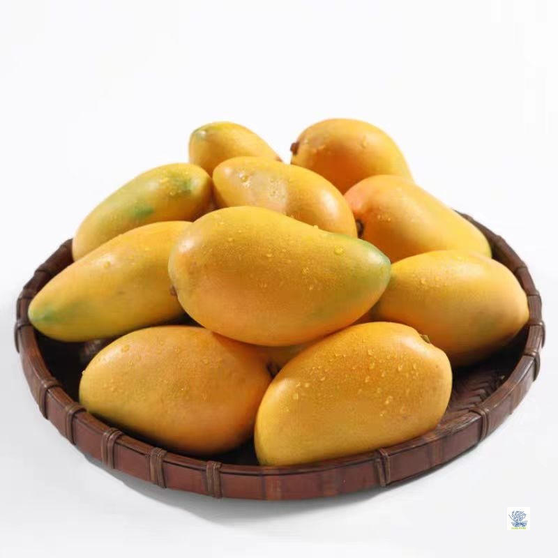 Hainan Xiaotainong Mango 4.5kg Fresh Xiaotainong Mango Seasonal Tropical Fruit Freshly Picked Sweetheart Mango Large Fruit Free Shipping