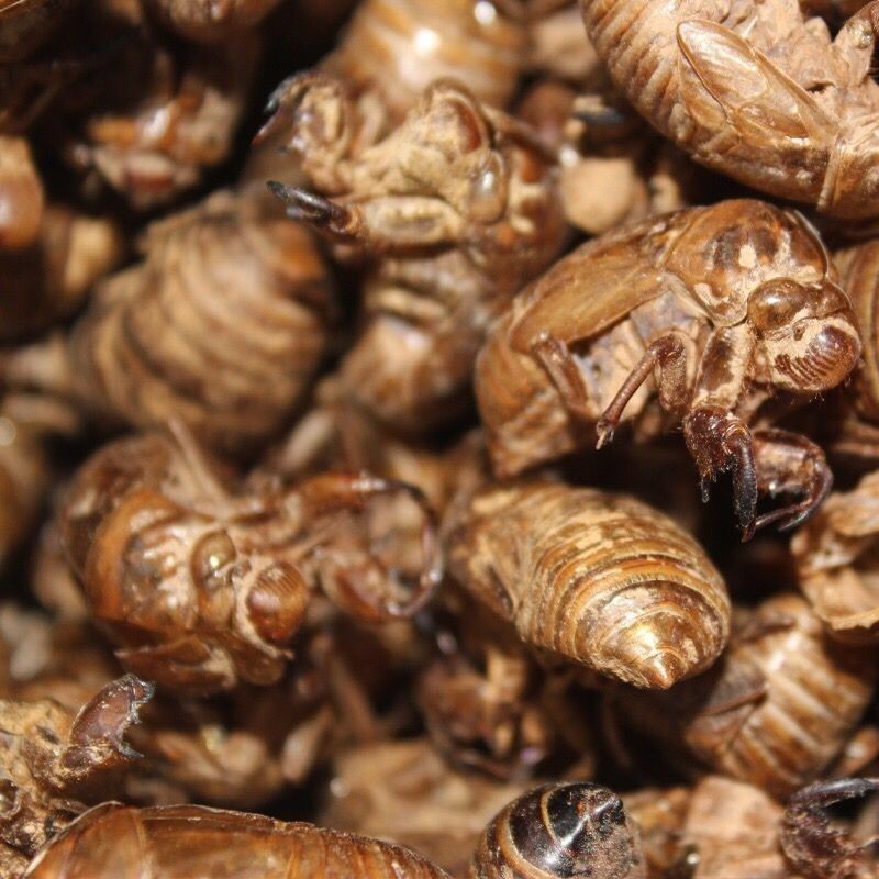 Cicada Shedding 500g Cicada Clothing New Goods Golden Cicada Clothing Cicada Shell Cicada Skin Cicada Shell Insect Retreat Cicada Retreat Shell Wild