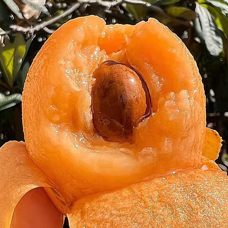 Fresh Loquat Fruit, Seasonal Alpine Five-Star Loquat Fruit, Freshly Picked Changhong Pipa Fruit, Whole Box of Sweet Loquat Fruit