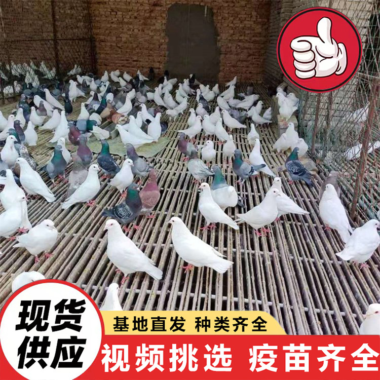 White-Feathered King Pigeon for Feeding in Scenic Spots, Interactive Square Pigeons, Live Pigeon Chicks for Scenic Spots
