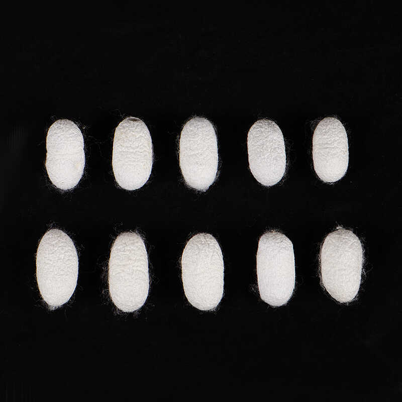 Естественный кокон шелковицы, высушенный с хризалисом, для студентов, ручная работа, DIY шелковый веер