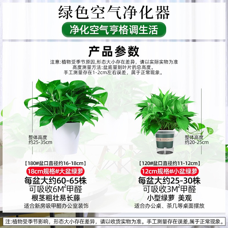 180-Color Gallon Water Storage Green Radish Potted Indoor Green Basket Long Vine Large Leaf New House Household Formaldehyde Removal Green Plant