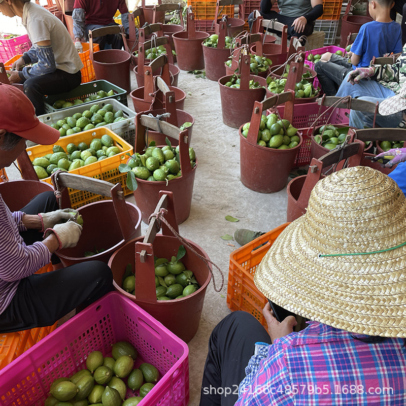 [Direct Delivery from the Place of Origin] Guangdong Perfume Lemon Hand-Made Seedless Green Fresh First-Grade Fruit for Milk Tea Shops