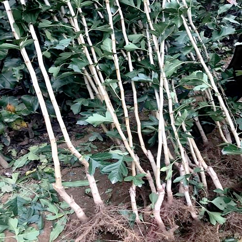 New Variety of Seedless Hawthorn Grafted Seedlings, Super Sweet Large Fruit Hawthorn Saplings, Hawthorn Seedlings Planted in the North and South, One Piece Dropshipping