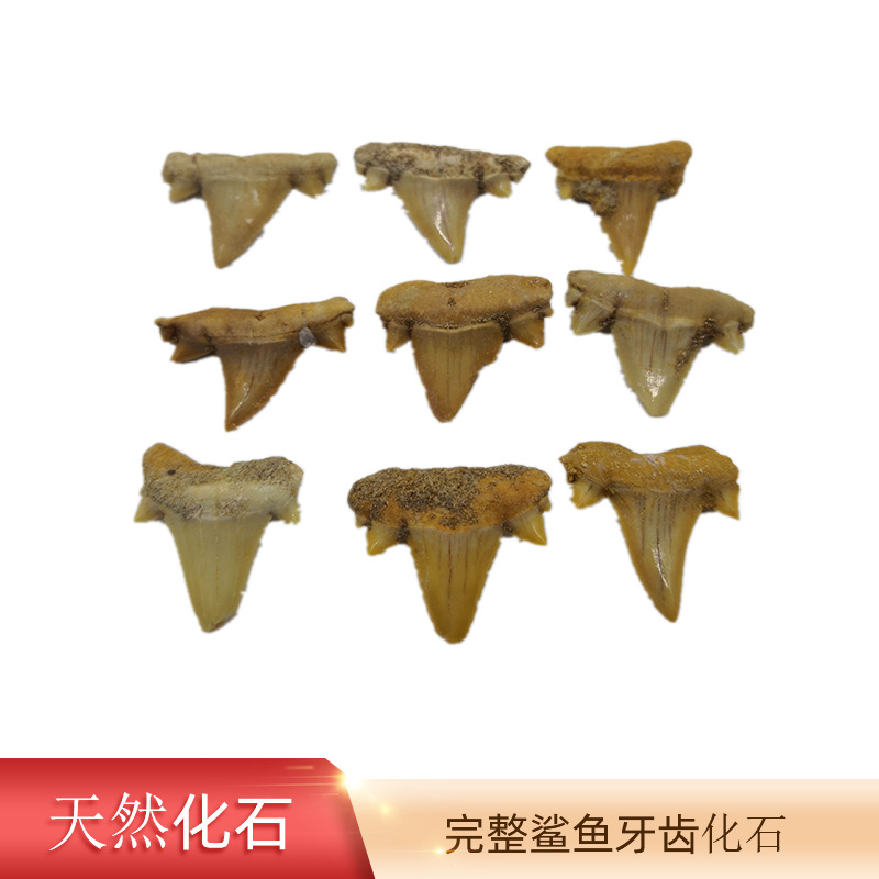 Natural Shark Tooth Fossil Bare Tooth Marine Animal Tooth Toy Gift Fossil Specimen Decoration Pendant Pendant