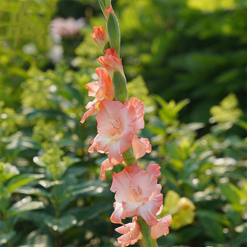 Gladiolus Bulbs, Perennial Florals, Indoor and Outdoor Potted Plants, Ground-Planted Gladiolus Bulbs, Easy-To-Grow Flower Plants in All Seasons