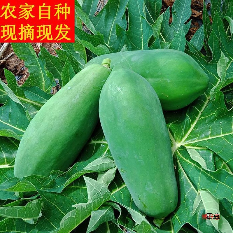 Green Papaya Fresh Farm-Grown Papaya Salad Cold Pickled Raw Papaya 4kg Free Shipping