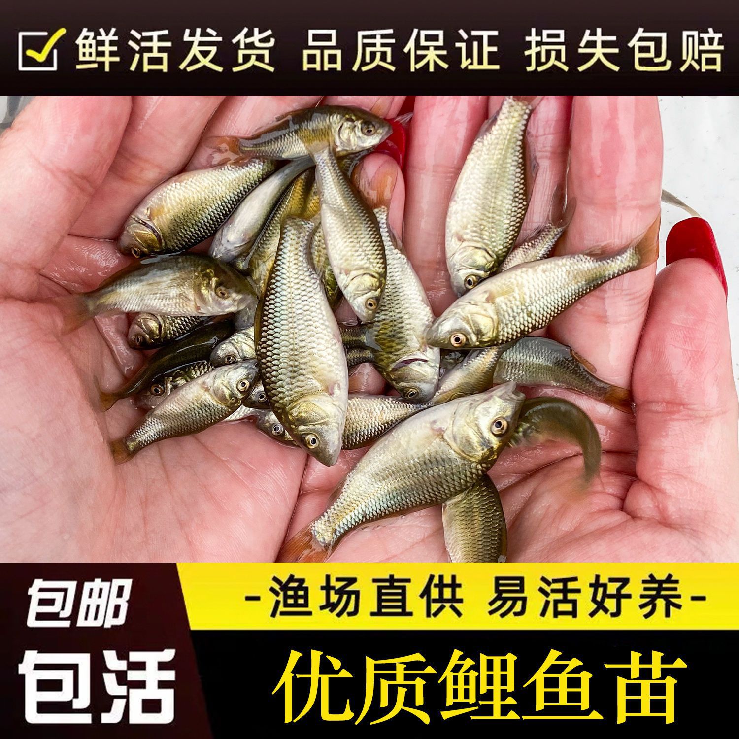 Carp Fry Live Purse Carp Rice Field Carp Edible Black Carp Freshwater Fry Grass Carp Fry Crucian Carp Fry Package Live