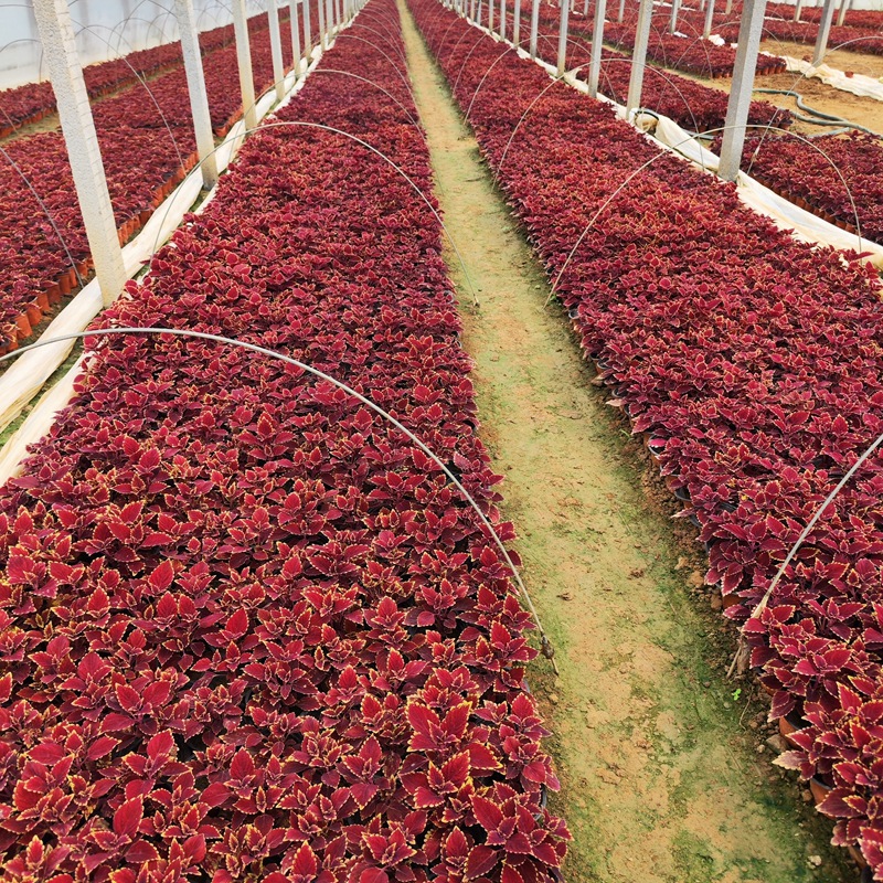 Outdoor Landscaping Plants, Small-Leaf Ligustrum Seedlings, Golden-Leafed Grass, Evergreen and Non-Deciduous All Year Round, Cold-Resistant and Heat-Resistant