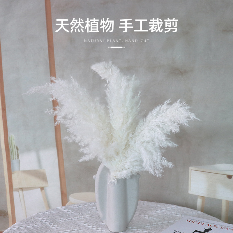 Amazon cross-border hot dried flowers small reed factory wholesale wedding props bouquet with window decoration shooting