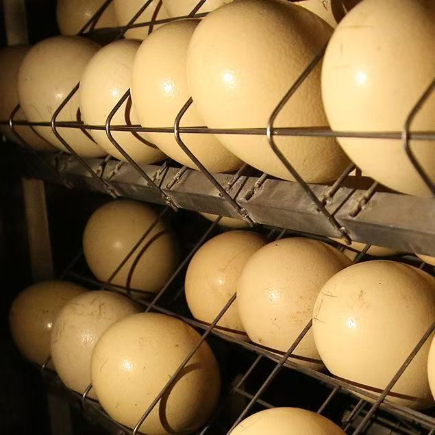 Ostrich Eggs Fresh and Edible Extra Large Ostrich Eggs Gift Box Extra Large African Eggshell Crafts with Base