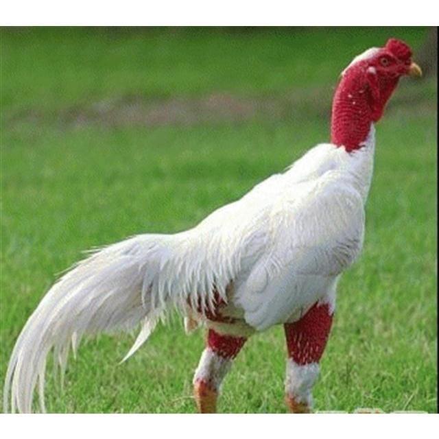 Raising Vietnamese Small Eggs for Fighting Cocks, Central Plains Fighting Cocks, Fertilized Eggs, Burmese Purebred