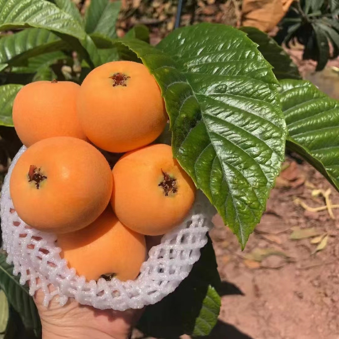 Freshly Picked Panzhihua Miyi Fresh Loquat Sichuan Big Five Star Loquat Fruit for Pregnant Women in Season Sf 5 Free Shipping