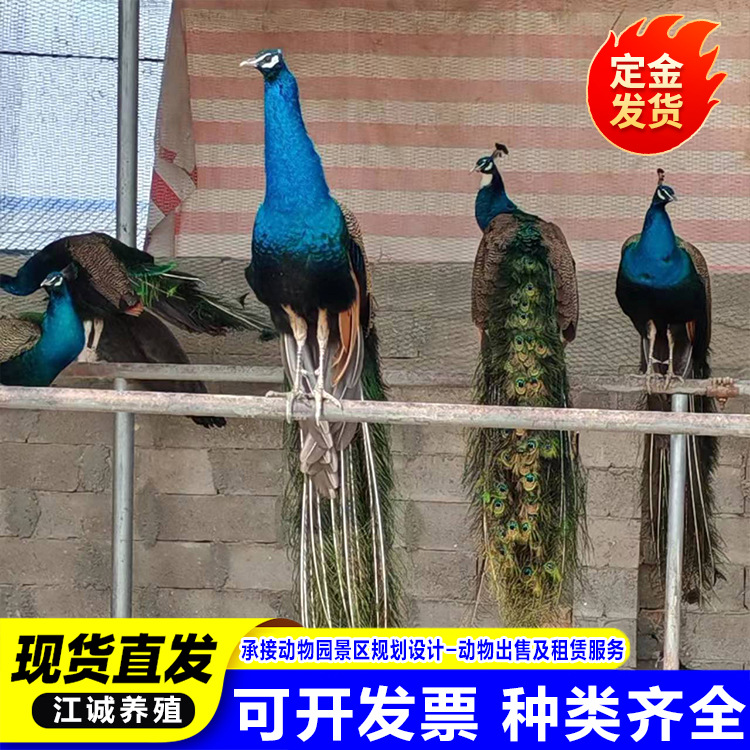 Blue and White Peacock Live Rental Scenic Park Pet Bird Display Live Bird Ornamental Bird Package Live Delivery Rental