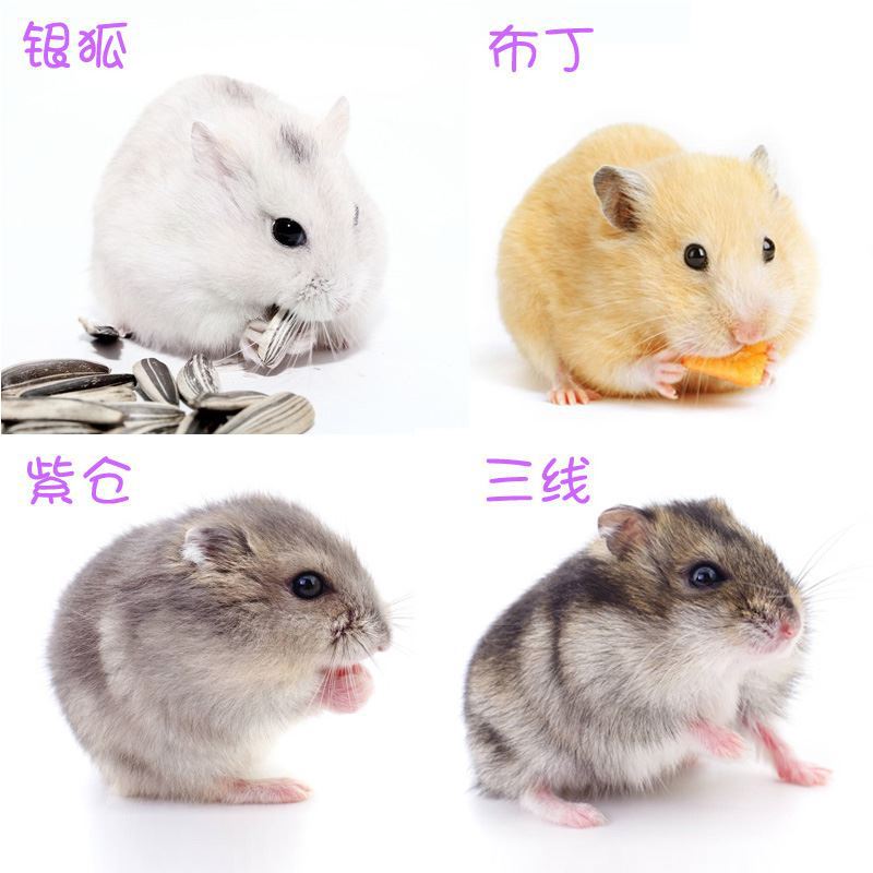 Shandong Daifa Small Hamster Third Line Pudding Zicang Silver Fox Living Bear Golden Bear Rare Long Hair Bear Transportation Farm