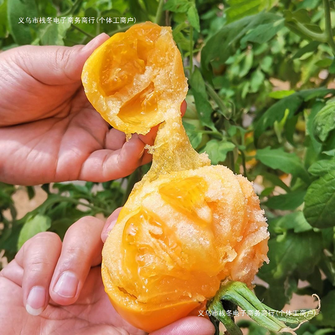 Inner Mongolia Wuyuan Yellow Persimmons, Iron-Skinned Persimmons, Freshly Picked Medium-Sized Tomatoes, Seasonal Fruits, Fresh to Eat