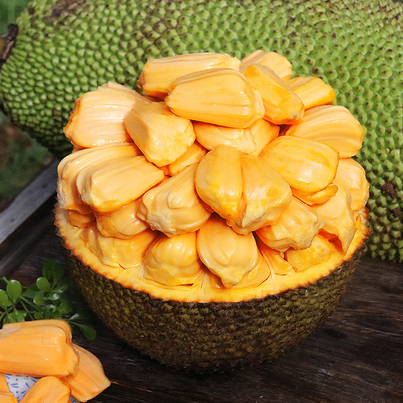 Hainan Jackfruit Fresh Fruit Free Shipping 20kg Yellow-Fleshed Jackfruit Whole Fruit Fresh Whole Box Seasonal Red