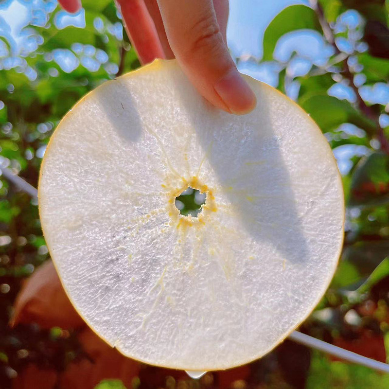 Authentic Shandong Qiuyue Pear Laiyang Pear Whole Box Wholesale Crispy Juicy Crispy Sweet Skin Thin Fresh Fruit Rock Sugar Pear