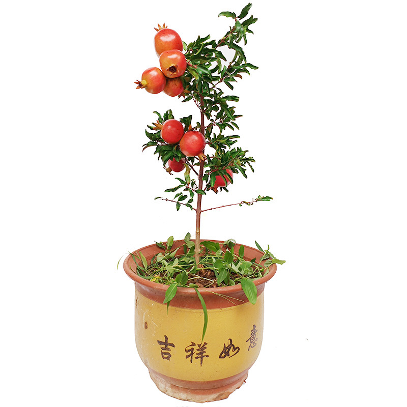 One-Piece Drop-Shipping Black Soft Seed Pomegranate Saplings, Extra-Large Grafted Sweet and Sour Pomegranate Fruit Saplings in the North and South, Courtyard Ground Planting and Potted Plants