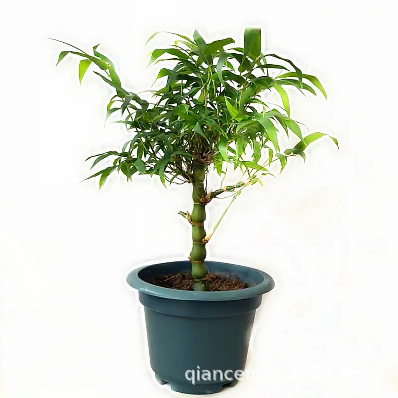 Buddha Belly Bamboo Potted Courtyard Outdoor Large Green Plant Florals Luohan Bamboo Potted Indoor Four-Season Ornamental Bamboo Plants