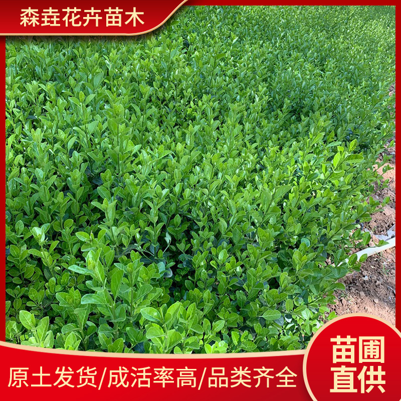 Саженцы самшита для двора, морозостойкие кустарники, вечнозеленые саженцы для озеленения, растения для ограждения, самшит, шары из остролистного самшита