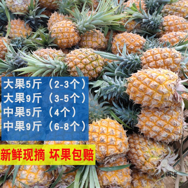 Hot Selling Guangdong Xuwen Pineapple Fruit 5kg Pack Seasonal Perfume Pineapple Fresh Pineapple Zhanjiang Crispy Small Pineapple