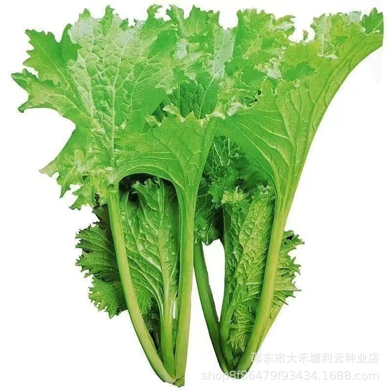 Selected delicious fragrant leaf mustard seeds coriander green rapeseed spring autumn winter four seasons balcony potted vegetable seeds