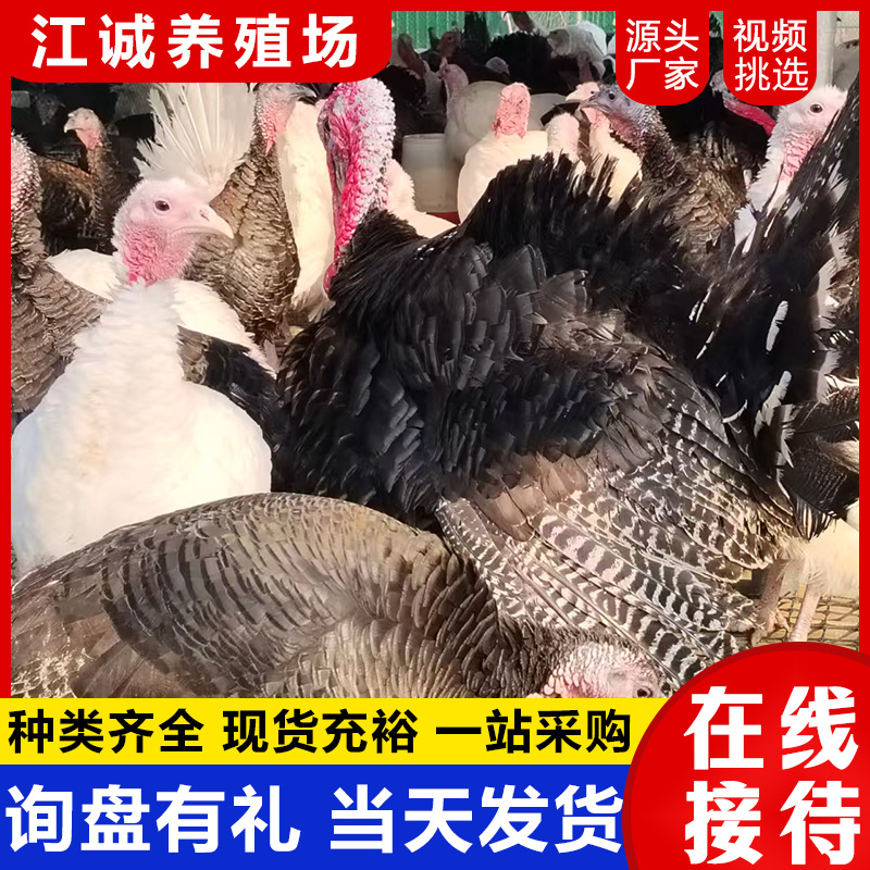 Purebred Half-Sized Bronze Turkey Live Chicks 0.5kg Authentic Large Turkey Brooding Chicks Half a Pound Price Breeding Base