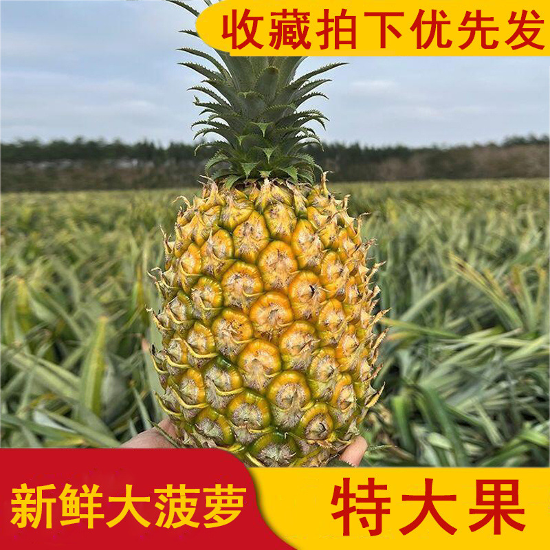 Свежий Большой Ананас, Экстра Большой Фрукт, Золотой Алмаз Сахарное Сердце, Сезонные Тропические Фрукты и Овощи