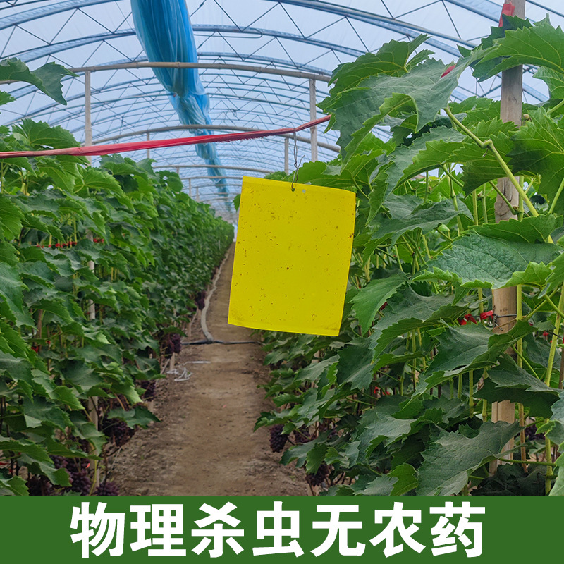 Freshly Picked Jasmine Grape Authentic Whole Box Seasonal Fresh Fruit for Pregnant Women Tulip Sweet Rose Fragrance Seedless Grapes