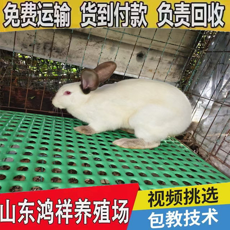 2-2.5kg Eight-Point Black Meat Rabbit Price Manufacturer Promotion High-Quality Ira Rabbit Breeding Rabbit Package Recycling Breeding Rabbit Wholesale