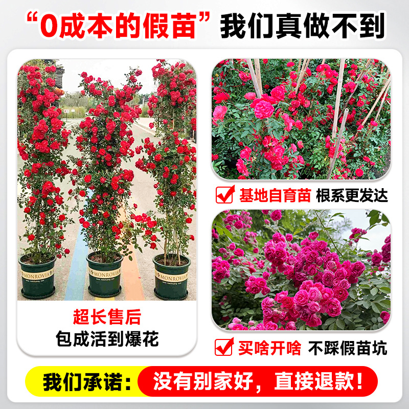Mahogany Fragrant Flower Seedlings, Climbing Plants, Blooming in All Seasons, Sweet Yellow and White Wood Fragrant Flower Seedlings, Flower Saplings, Courtyard Potted Plants