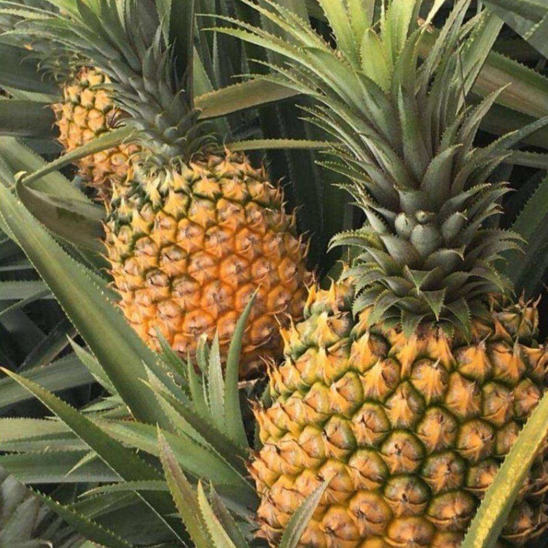Hainan Yunnan Golden Diamond Pineapple Fresh Fruit Whole Box Free Shipping Seasonal Fruit Pineapple Dropshipping