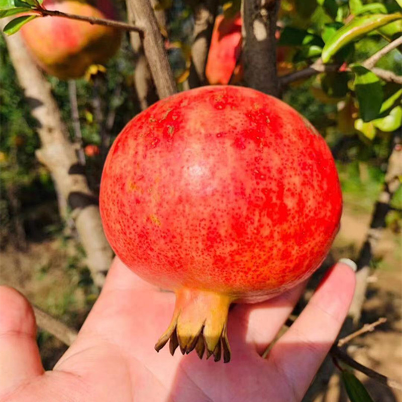 【会理突尼斯软籽石榴】红石榴大果8非蒙自石榴新鲜水果代发礼盒